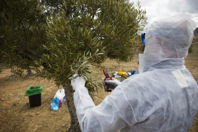 La batalla contra el ébola del olivo se gana desde las alturas