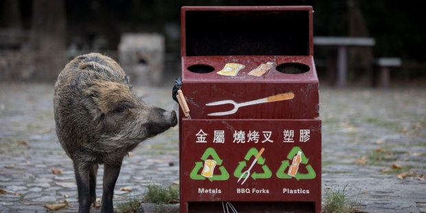 En el Año del Cerdo, Hong Kong se enfrenta a una invasión de jabalíes