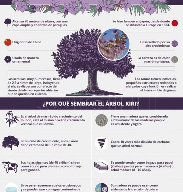 El árbol Kiri: una especie contra la contaminación y el cambio climático