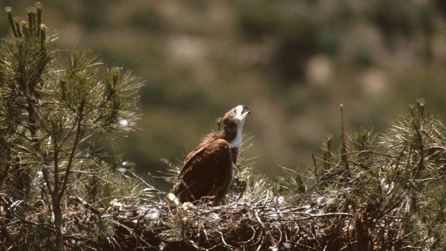 Andalucía: Los censos de Medio Ambiente registran 107 parejas nidificantes de águila imperial ibérica