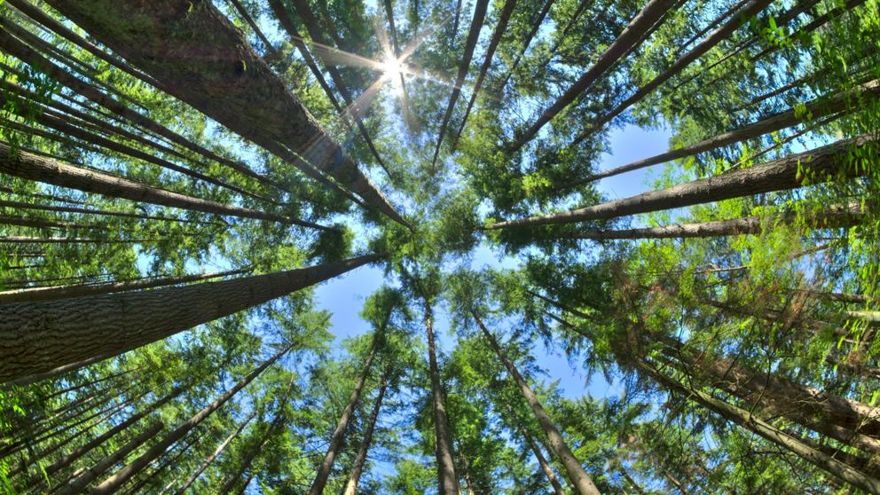 El revolucionario y rentable método para combatir el cambio climático: pagar a los propietarios de los árboles