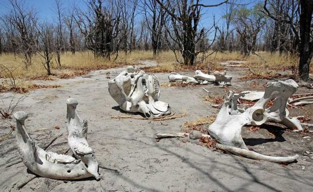 La «sexta extinción masiva» de animales es «más grave» de lo esperado