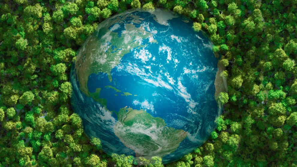Plantar árboles ya no es una solución para eliminar el CO2