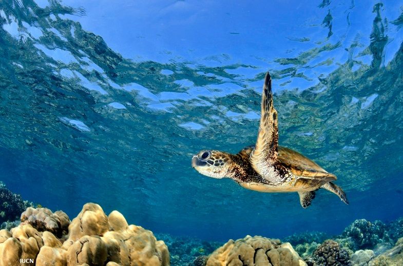 La Asamblea General de Naciones Unidas aprueba plan de acción para salvar los océanos