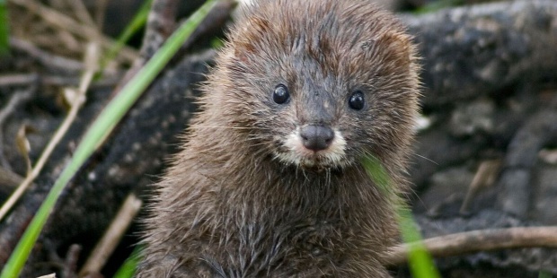 El Fondo Mundial para la Naturaleza pide al Gobierno un plan para salvar al visón europeo de la extinción