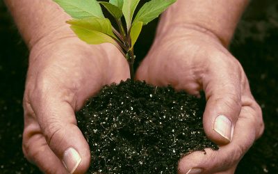 29 de agosto, Día del Árbol