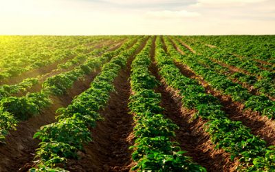 9 de septiembre – Día de la agricultura