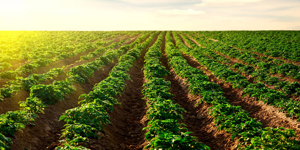 9 de septiembre – Día de la agricultura