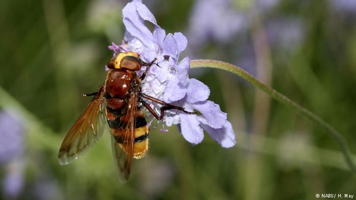 Muerte masiva de insectos en Alemania