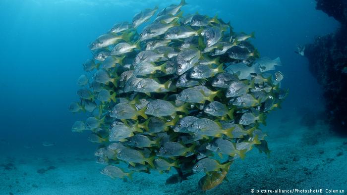 Océano y cambio climático: en la mira de investigadores chilenos y alemanes