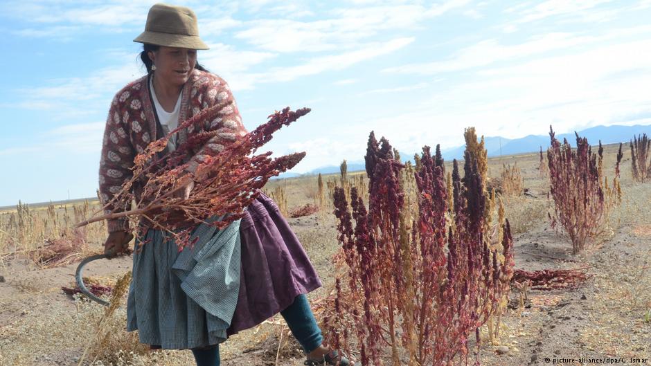 El reto de los pequeños productores de quinua