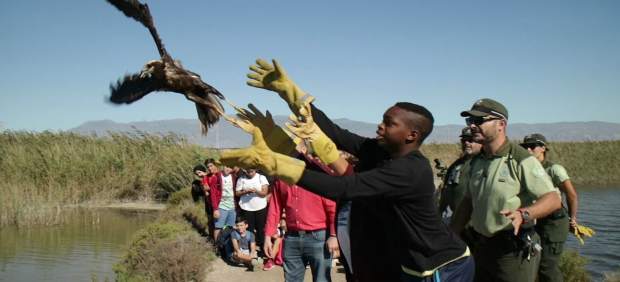 Liberan un ejemplar de cigüeña y otro de aguilucho lagunero en la Reserva Natural Punta Entinas