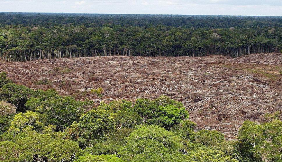 Brasil redujo en un 16% la deforestación de la Amazonía en el último año