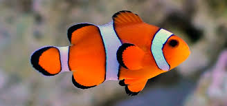 Advierten sobre efectos del cambio climático en peces payaso