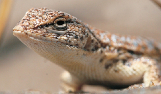 Buenos Aires declaró «monumento natural» a una especie de lagartija y otra de iguana