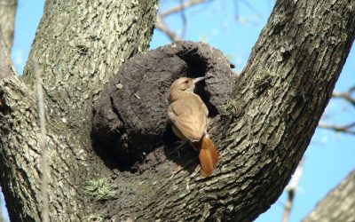 Día nacional del ave – 5 de octubre