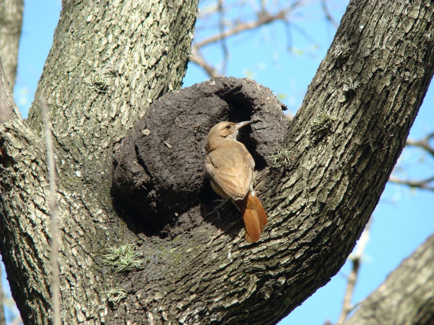 Día nacional del ave – 5 de octubre