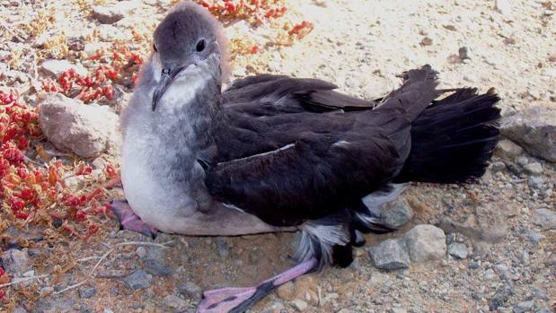 Cuán importante es un cielo sin contaminación lumínica en la Macaronesia 