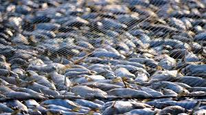 La FAO insta a más países a sumarse al tratado contra la pesca ilegal