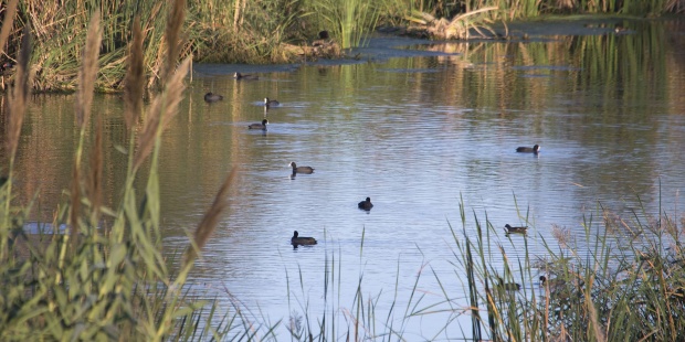 Especies invasoras no afectan resistencia de peces autóctonos a contaminación 
