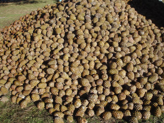 La Consejería de Medio Ambiente inició la campaña de recogida de la piña en los montes públicos de Andalucía 