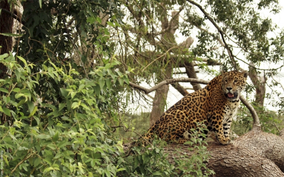 Avanza la implementación del Plan Nacional de Conservación del Yaguareté