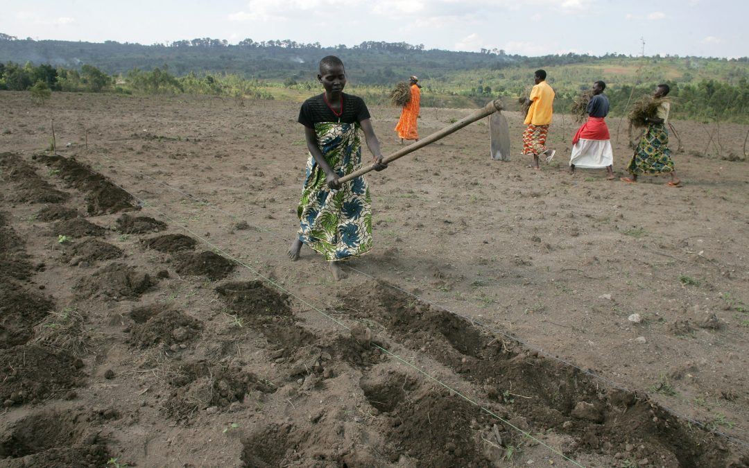 Un mapa muestra la cantidad de reservas de carbono en el suelo 
