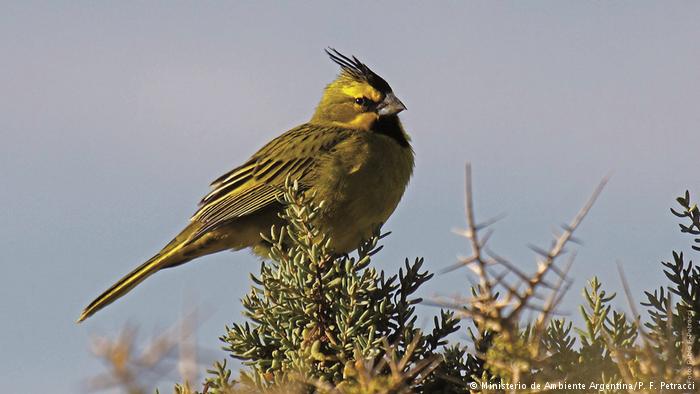 Argentina lucha contra la extinción de sus especies