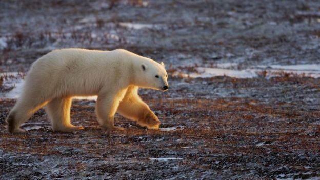 ¿Es realmente responsable el cambio climático del oso polar hambriento cuyo video se volvió viral?