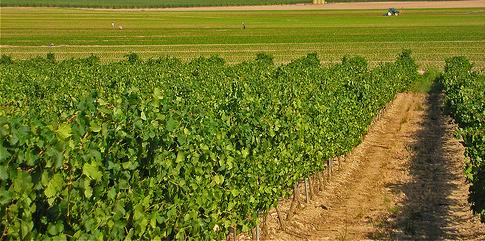 El rendimiento agrícola estará «fuertemente influenciado» por el cambio climático en 2030, según investigadores de UPM 