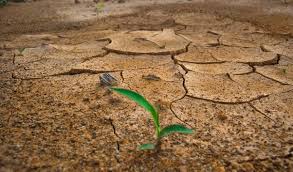 El campo canario sufre el cambio climático y debe prepararse para combatirlo 
