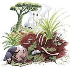 Mitigar el cambio climático con los pies en la tierra 