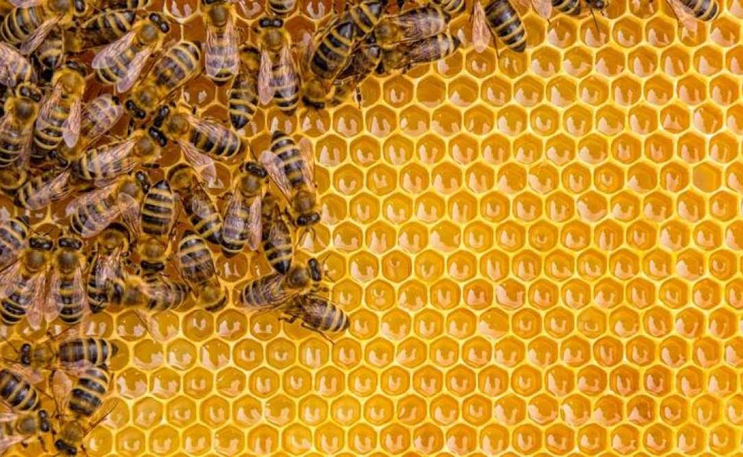 El cambio climático acorrala a las abejas, clave para el 70% de los cultivos en España
