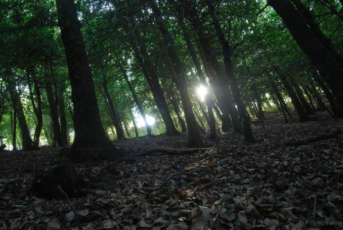 Galicia: El plan forestal prevé aumentar 6 millones de toneladas anuales la fijación de carbono de los montes