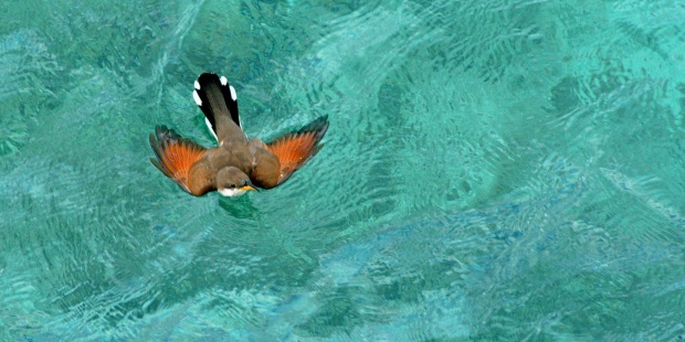 Mamíferos y aves tienen más posibilidades de adaptarse al cambio climático