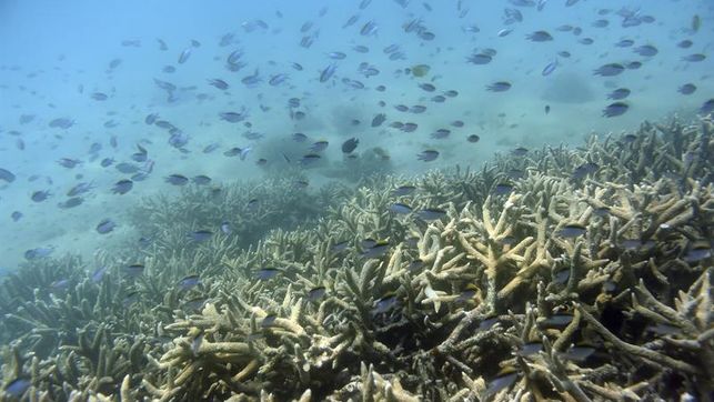 Los corales son más propensos a enfermedades por culpa de los plásticos