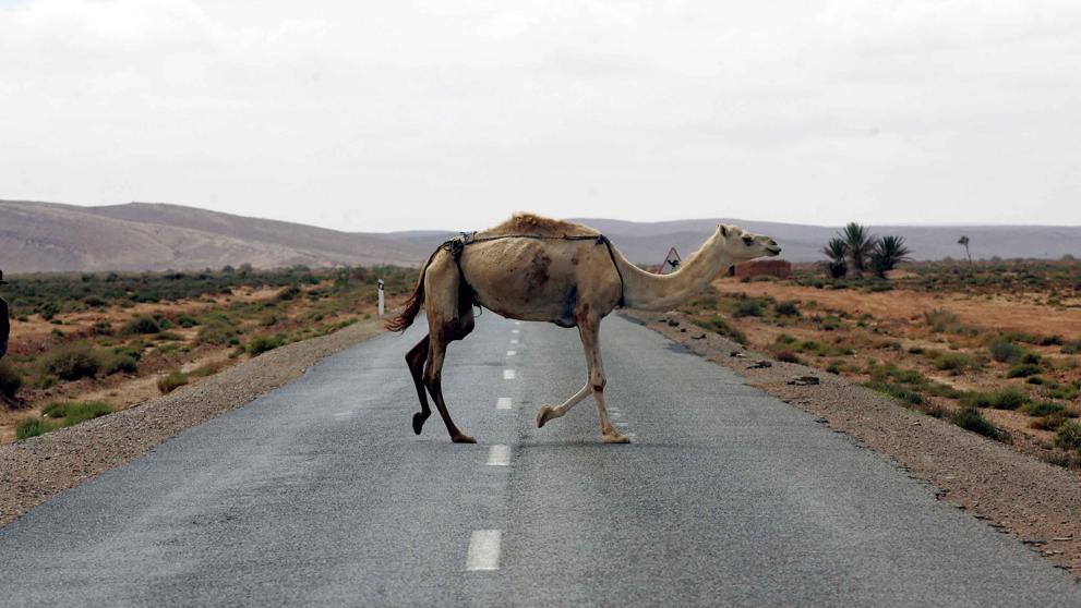 Somos los culpables de limitar los movimientos de los animales