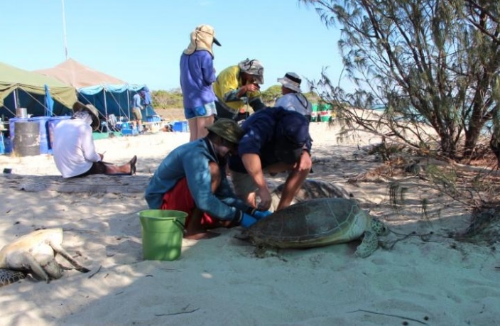 Temperaturas más altas en la Gran Barrera provocan que las tortugas nazcan hembra
