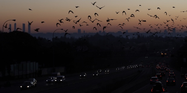 Las aves sufren tanto estrés como los humanos