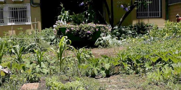 Los huertos urbanos sin control, un riesgo para la salud en áreas contaminadas