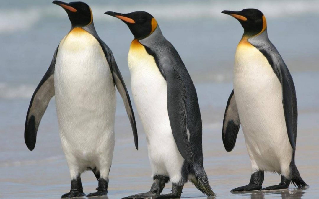 El cambio climático amenaza el futuro del 70% de los pingüinos rey