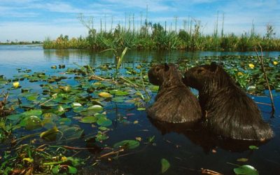 2 de febrero: Día Mundial de los Humedales