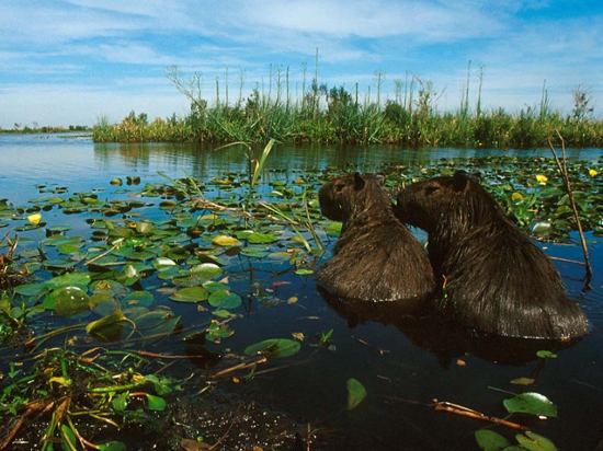 2 de febrero: Día Mundial de los Humedales