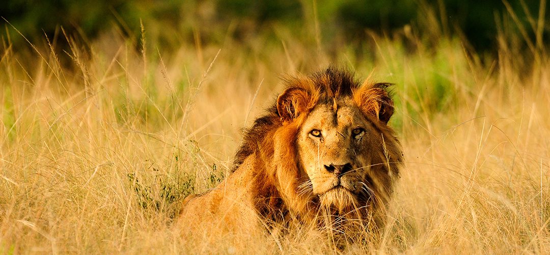 Día Mundial de la Vida Silvestre – 3 de marzo