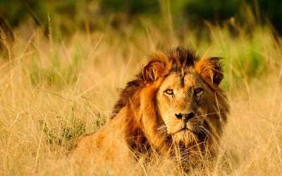 Día Mundial de la Vida Silvestre – 3 de marzo