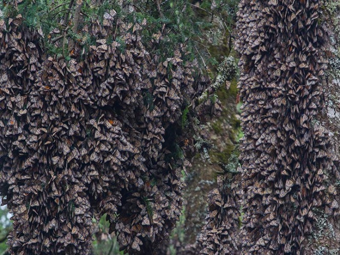 Cambio climático afecta migración de mariposa monarca