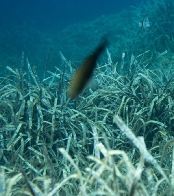 La degradación de las praderas marinas liberará ingentes cantidades de CO2