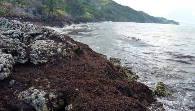 La marea marrón que inquieta en las Antillas