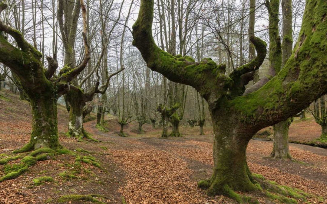 Recuperarse o resistir: los bosques españoles aprenden a adaptarse a la sequía extrema