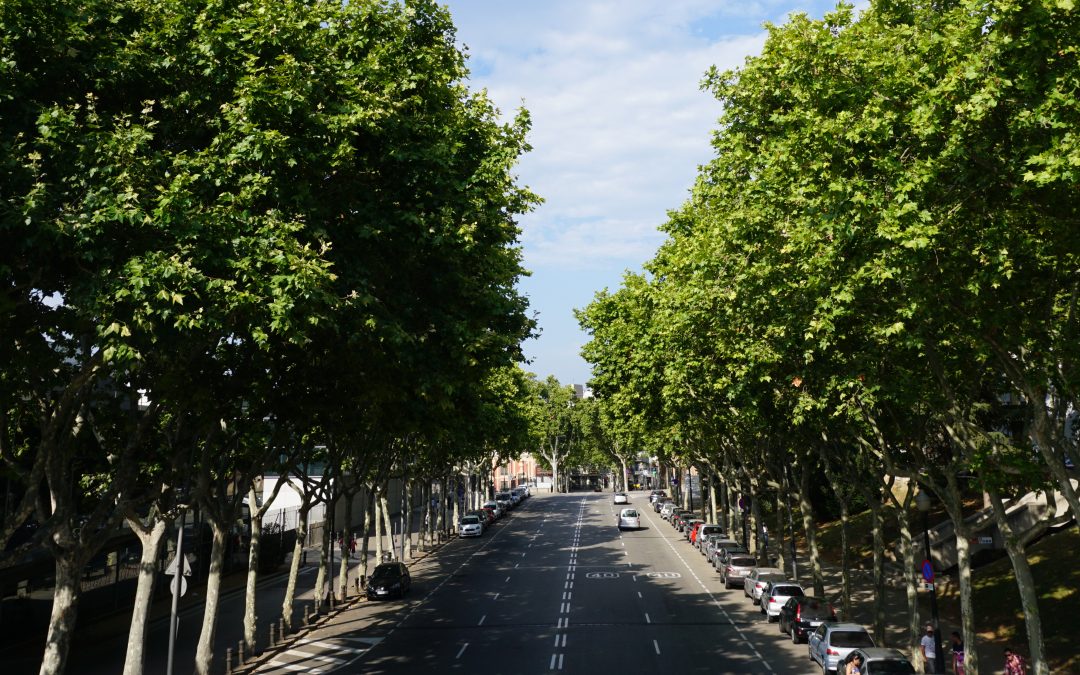 Día Internacional de los Bosques, 21 de marzo